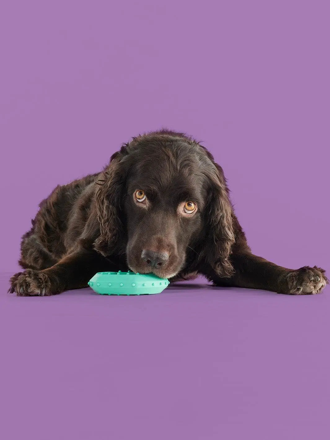 Chillin' Like a Pup: The Ice-Cold Chew Toy for Doggos Who Can't Handle the Heat!