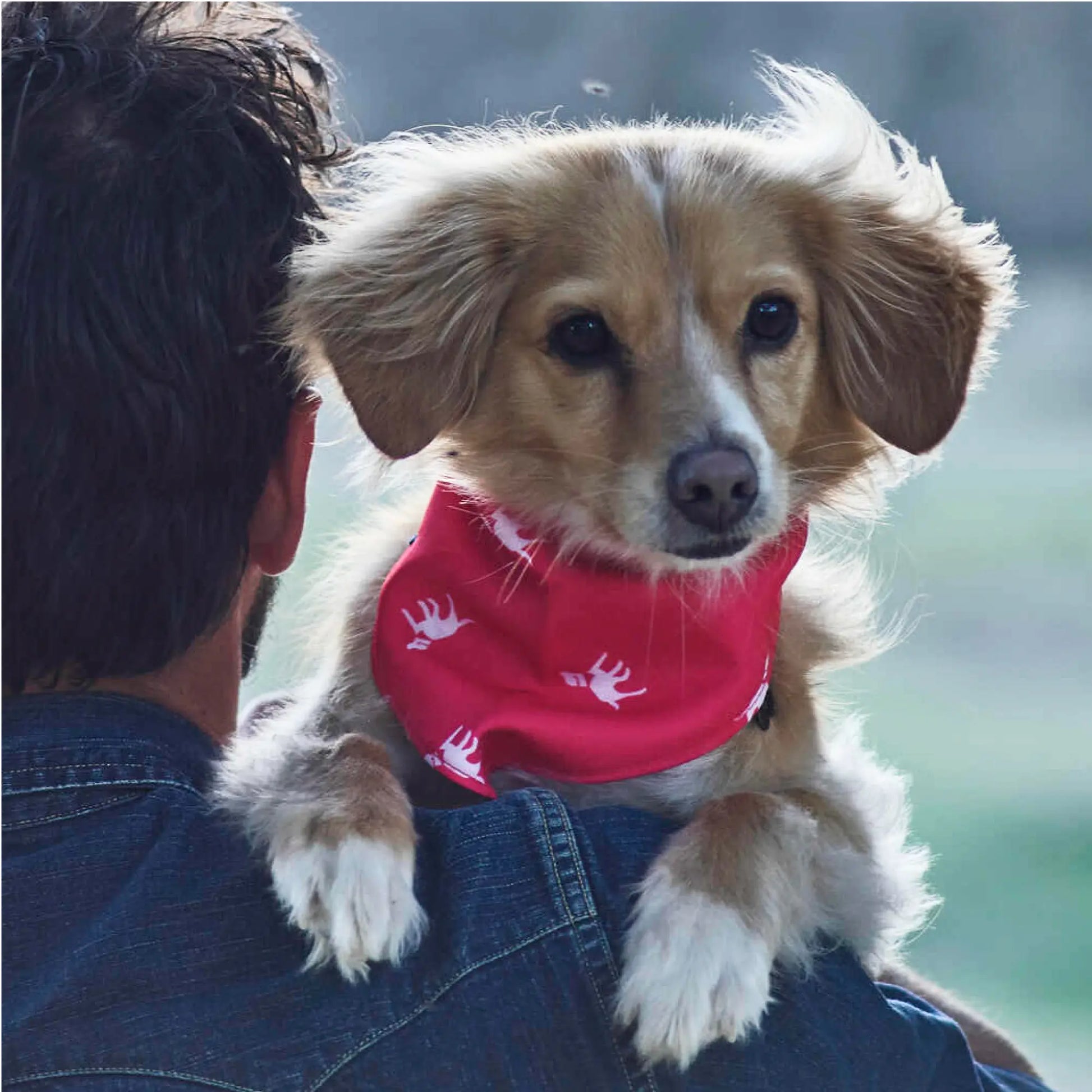 Doggo Fashionista's Chic Drool-ettes: The Ultimate Stylish Scarf for Waggly Models!