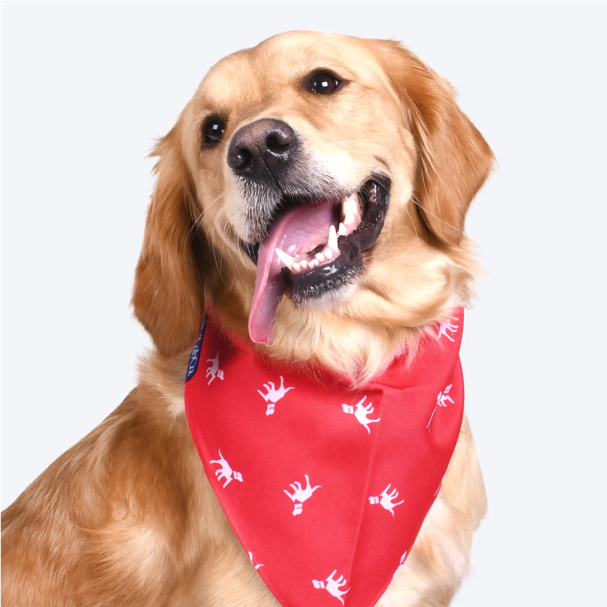 Doggo Fashionista's Chic Drool-ettes: The Ultimate Stylish Scarf for Waggly Models!
