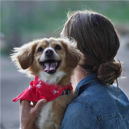 Doggo Fashionista's Chic Drool-ettes: The Ultimate Stylish Scarf for Waggly Models!