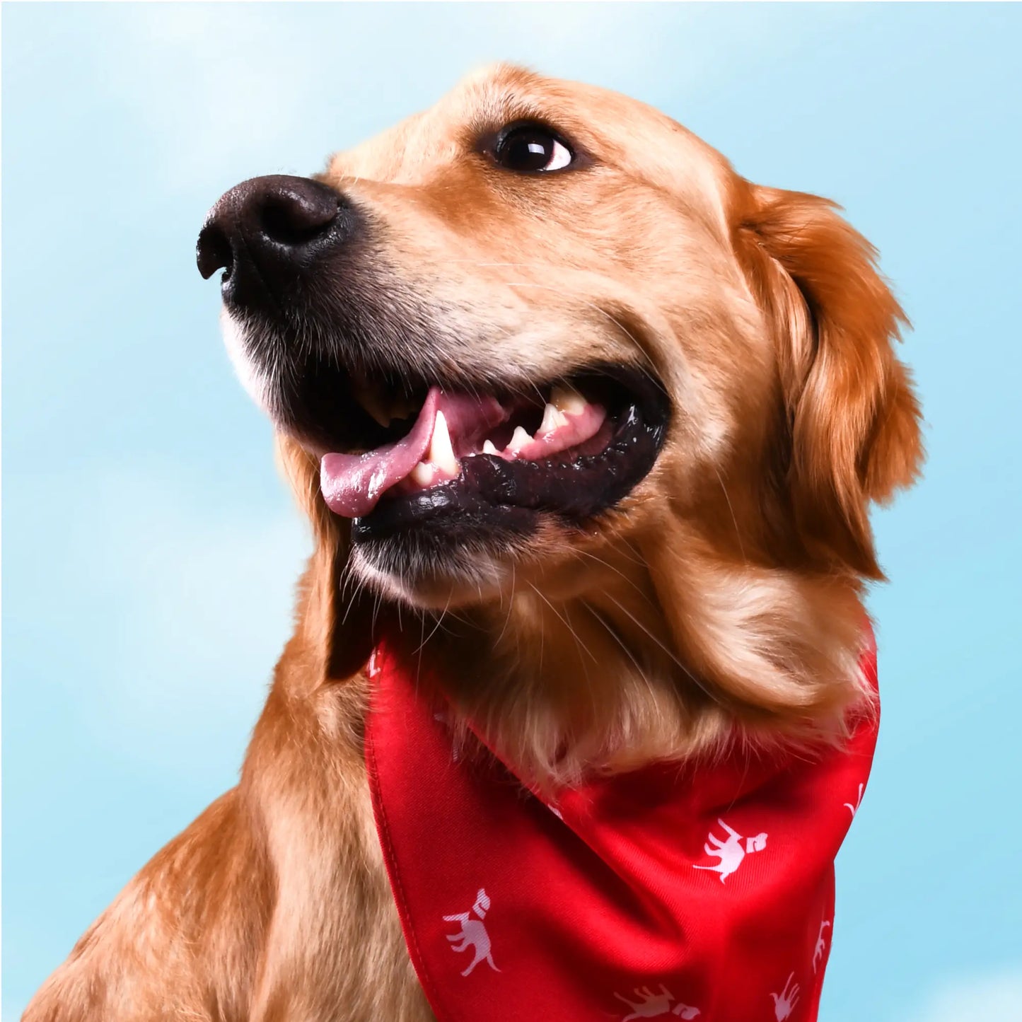 Doggo Fashionista's Chic Drool-ettes: The Ultimate Stylish Scarf for Waggly Models!